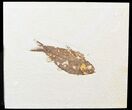 Bargain, Knightia Fossil Fish - Wyoming #47898-1